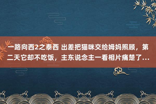 一路向西2之泰西 出差把猫咪交给姆妈照顾，第二天它却不吃饭，主东说念主一看相片痛楚了…